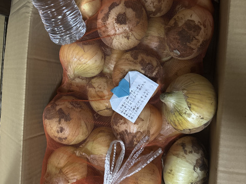 白子産　新玉ねぎ　10kg ソニック