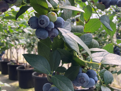 「パリッ！」とした食感　人気の特大粒～大粒ブルーベリーユーリカ 110g×４パック化粧箱入り