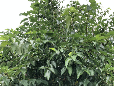 自然農法栽培農薬不使用　 桑の葉  200枚以上お入れしてお送りいたします    　桑の葉茶などに　5月から出荷スタート致します。