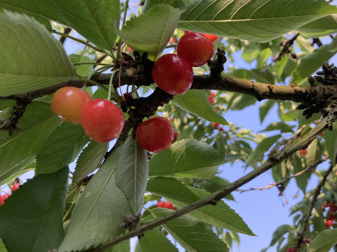 クール便！さくらんぼ葉取らず紅秀峰450g×2パックパック訳あり家庭用農薬半減栽培