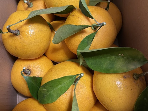 農薬・化学肥料不使用・夏みかん(箱込み5kg）収穫⇒即発送 キリっとした味です！