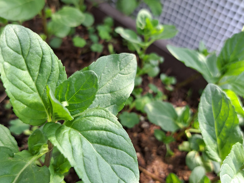 香り豊かなモヒートミント フレッシュ 100g