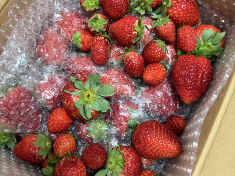 【加工用いちご】甘味と酸味のバランスが最高！ ❝おいCベリー❞（約1.6kg）