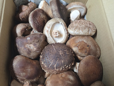 冬推し！原木生しいたけ たっぷり1kg♫