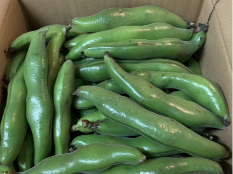 【訳あり】めちゃ旨！そら豆　2kg