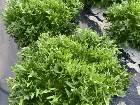 【福袋】玉ねぎ12kg🧅とその他葉物野菜など5種類以上の野菜セット