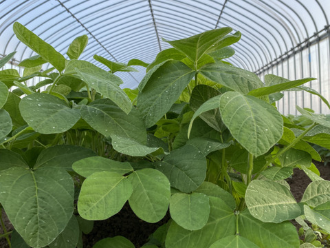 【季節限定】たっぷり1.2kg！甘く濃厚！枝豆『湯上り娘』300ｇ×４袋