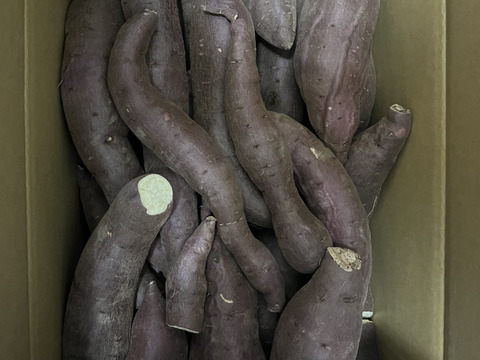 【新芋】訳あり！　シルクスイート　10kg