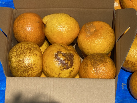 【今が旬】今が旬、人気のお買得訳ありの幻の柑橘　淡路島なるとオレンジ3kg数量限定