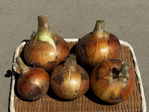 🉐ｾｯﾄ【自然栽培】特大玉ねぎ5kg＋じゃがいも1kg