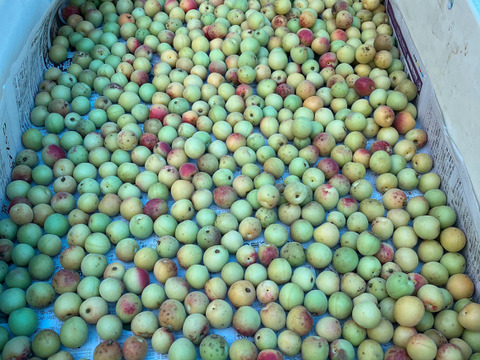 【電子食品流通研究所×廣川農園×mekuri Presents】農薬・化学肥料・除草剤不使用・無添加　特製梅干し約90g×2袋