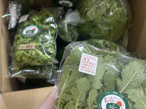 大地と太陽の恵み★佐賀県産季節の旬野菜セット(栽培期間中農薬・化学肥料不使用・露地栽培)【１５種類】