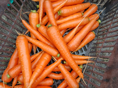 根っこ農園　自然風味お野菜セット