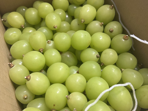 【冷蔵】人気殺到‼️2㎏ 粒バラ売り🍇✨種なしシャインマスカット★８月下旬〜順次発送！朝どれ生産量日本一の山梨県産★クール便