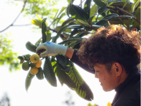 選果落ち【露地びわ】1,800g加工向き