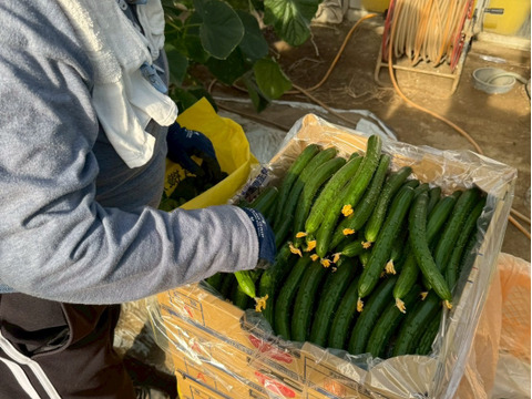 【味や実入りはA級品】きゅうり社長の朝どれ新鮮きゅうり！／中ランク混合／埼玉本庄産／常温配送3㎏（15〜20本）