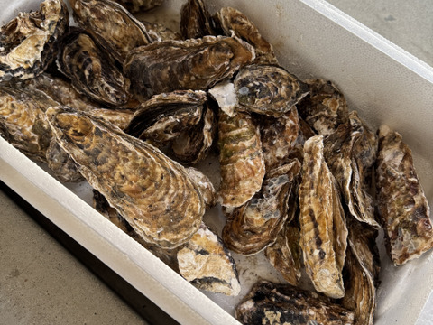 【期間限定10％OFF中】生食用４ｋｇ殻付き 牡蠣 （28~55粒）牡蠣 殻付き牡蠣 殻付き牡蛎 牡蛎 生牡蠣　かき カキ 松島牡蠣屋 BBQに 貝類海産物 オイスター  貝