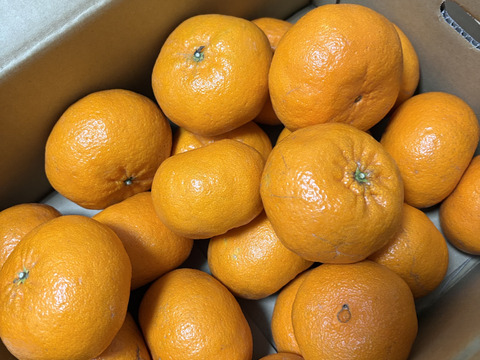 5kg【高級品種】実がプリッとコクのある！西南のひかり