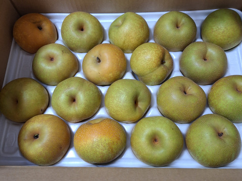 幸水梨（家庭用）　約5kg(10～18玉)  　※お届けは8月7日前後から