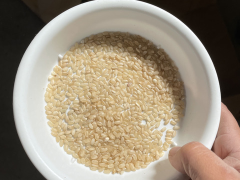 今や幻のお米！？自然栽培の旭米（10kg）玄米　自然米