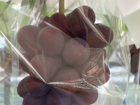 希少品種〔黒いバラード〕種なし皮ごと🍇約１ｋｇ　クール便送り