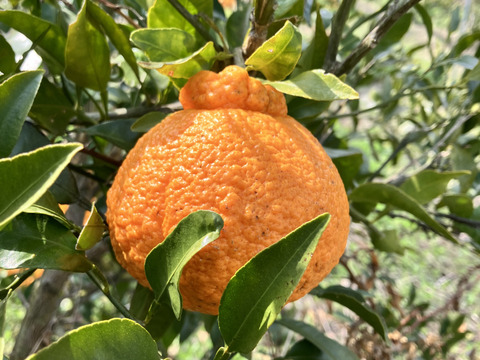 6パック🍋鮮度そのまま瞬間冷凍🍋柑橘セット◆不知火・レモン・みかん