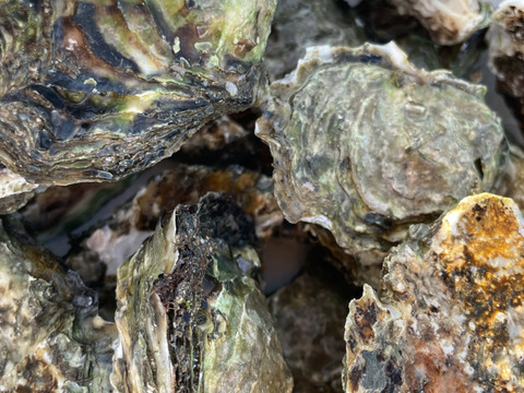 日間賀島産，日本一の天然牡蠣　150g±個体
3キロ20個±レンジでチンで簡単調理❗️
 冬牡蠣　天然牡蠣　【初売り出し】
身入りMAX，大サイズ