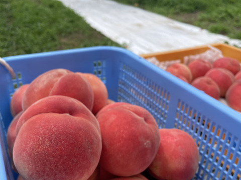 福島県オリジナル品種【ふくあかり】2㎏（6玉～9玉）