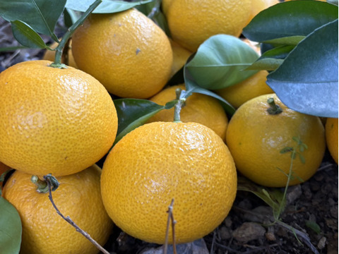 シャキプリッ♪和歌山の甘酸っぱい八朔 5kg