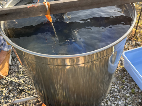 れんげ緑肥栽培 朝日米 玄米20㎏『総重量梱包材込』