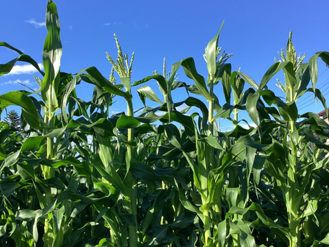 【夏ギフト】高糖度！2品種食べ比べ とうもろこしセット9.5kg