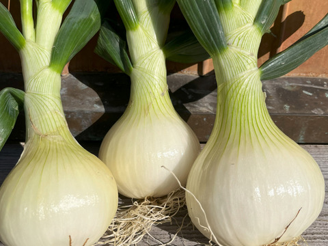 新玉ねぎ   9.5㎏