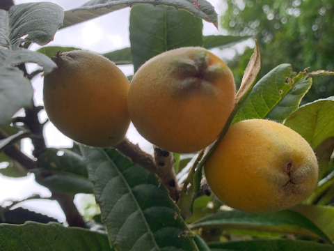 10%増量【加工用】レシピ付き！自然栽培びわ（冷凍）1kg +100g