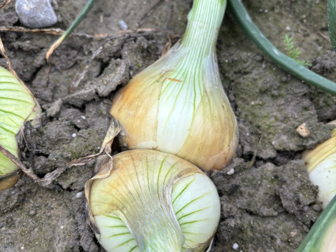 淡路島春の新玉ねぎ七宝♪♪ちょっぴり訳あり君たち！10kg