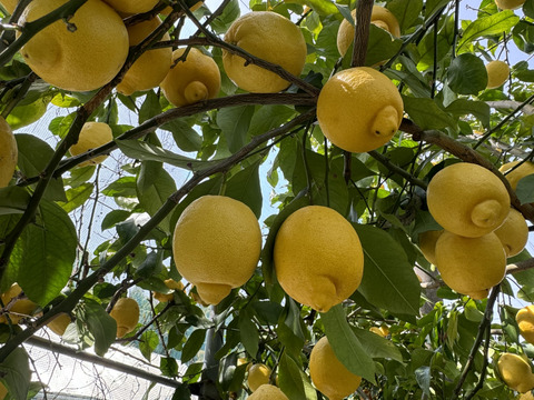【栽培期間中農薬化学肥料不使用】皮も食べれ
る樹上完熟レモン2kg(箱込)商品説明必読！最終段階！