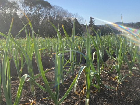 クラフトにんにく｜3㎏｜📍大分県臼杵市