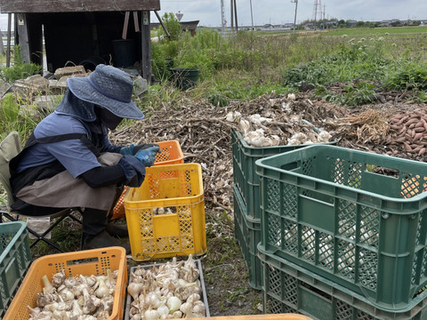 超芳醇！福地ホワイトにんにく 1kg 乾燥済みＳ・Ｍ・Ｌサイズ混合（20～25個想定）【農薬 化学肥料不使用】