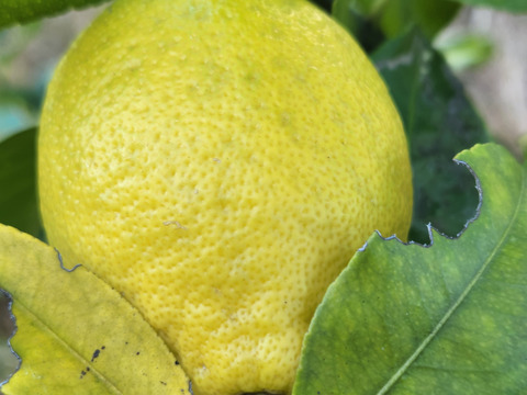 今年の種なしレモン娘(5個)：静岡県産のみかん・柑橘類｜食べチョク