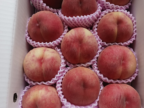 🍑桃の王様　川中島白桃　約3kg　8～14玉　【ASIAGAP認証農場：津軽農園】8月下旬　採れたて農家直送【朝どれ】