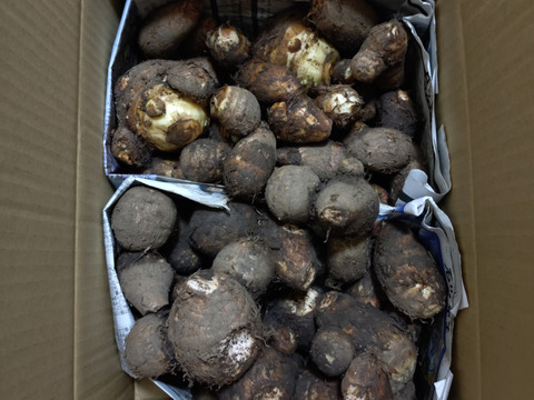 『豊作感謝！20%off！』自然栽培の里芋 約5kg（石川早生orカラドリ）