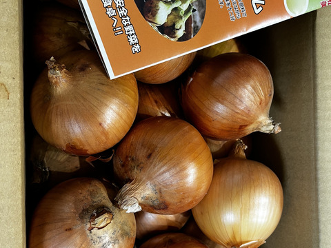 淡路島産玉ねぎ　５kg　Awaji Fancy Onion