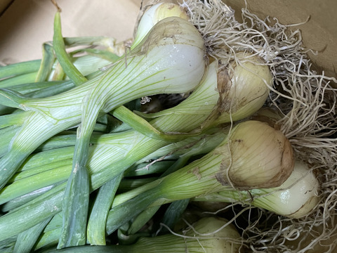 今だけの葉玉ねぎ40本　新玉ねぎシャーロットオニオン　丸ごと食べれる