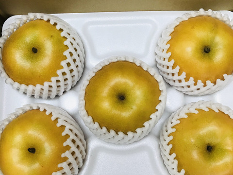 【激レア品種①】とにかく甘い‼️あきあかり梨✨️約2.2kg(5-7個入)糖度13度越‼️ 幸水・豊水より甘い!‼️キメ細かでなめらかな果肉、とってもジューシー💦日持ち良し😋