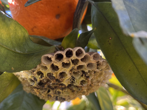 はるみ｜春を先取りする優しい甘さのご褒美みかん｜ご家庭用5kg