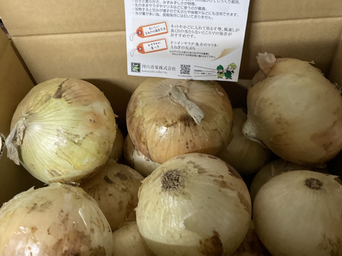 【夜市限定】【淡路島玉ねぎ】淡路島玉ねぎ5kg