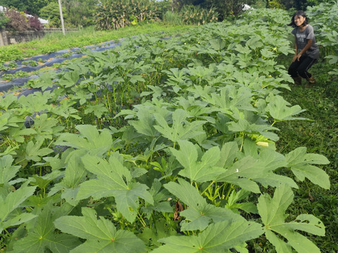 柔らかくネバネバ丸オクラ 800g 【板ずり不要】