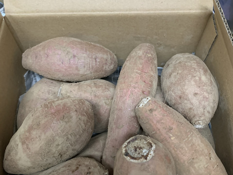 中園ファームの熟成安納芋（生芋）　Mサイズ　２キロ