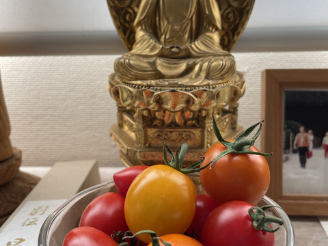 【農薬・化学肥料不使用】くせになる美味しさ  完熟ミニトマトBOX(1kg)