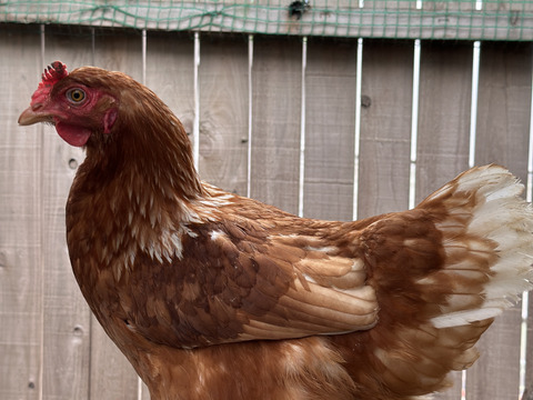 農薬不使用の野菜を食べて育った『ほっこり平飼いたまご』10×3　30個