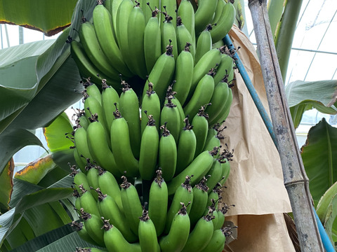 冷凍バナナ　1.8キロ
おうちでヒンヤリと美味しいバナナシェークは如何ですか？